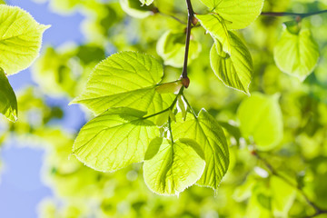 green leaves
