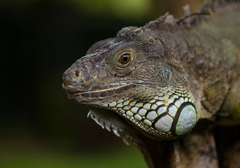 big iguana