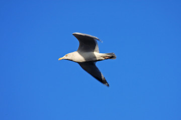 seagull