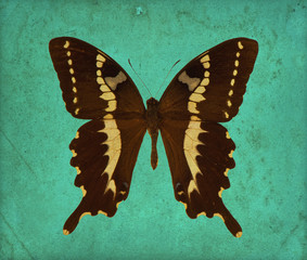 butterfly over antique wallpaper. grunge background