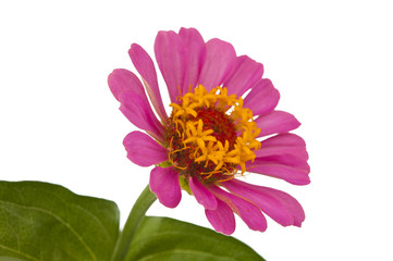 Pink Zinnia isolated