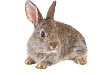 rabbit isolated