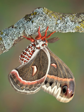 Cecropia moth on branch