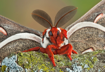 Cecropia moth waving