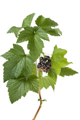 Black currants (Ribes nigrum) on branch