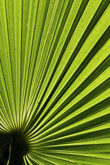Palm Bl&auml;tter