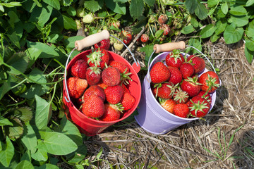 Zwei Blecheimer mit frischen Erdbeeren