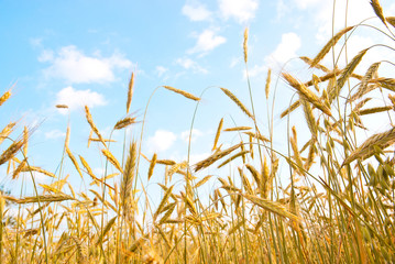 Obraz premium ear of wheat