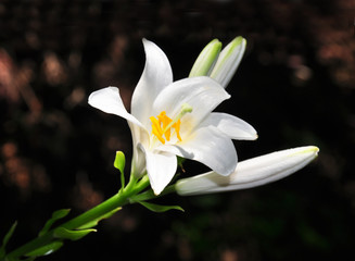 Fototapeta premium Madonnen-Lilie (Lilium candidum)