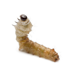 Silkworm larvae, Bombyx mori, against white background