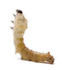 Silkworm larvae, Bombyx mori, against white background