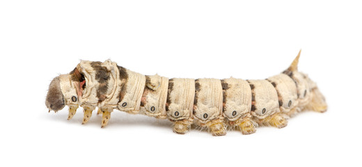 Naklejka premium Silkworm larvae, Bombyx mori