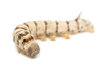 Silkworm larvae, Bombyx mori