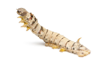 Silkworm larvae, Bombyx mori, against white background