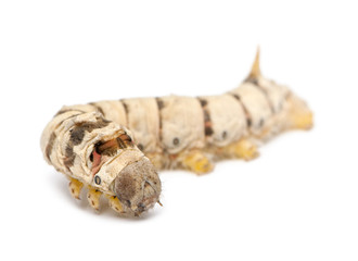 Silkworm larvae, Bombyx mori, against white background