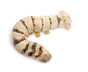 Silkworm larvae, Bombyx mori, against white background
