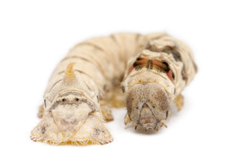 Silkworm larvae, Bombyx mori, against white background