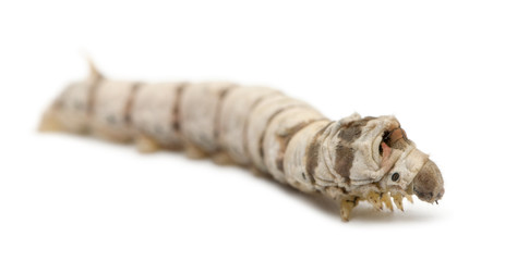 Silkworm larvae, Bombyx mori