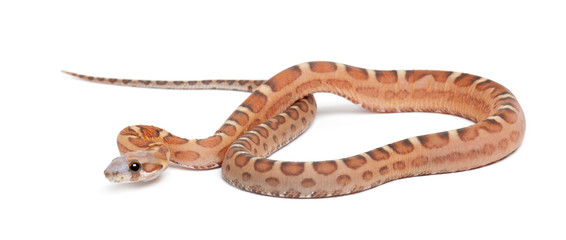 Scaleless Corn Snake, Pantherophis guttatus guttatus