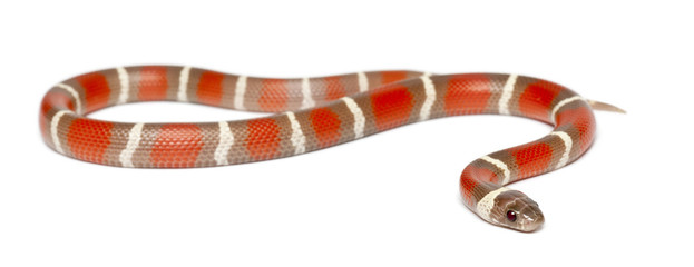 Milk Snake, Lampropeltis triangulum nelsoni