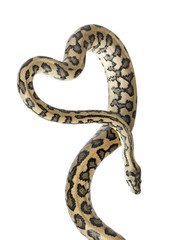 Fototapeta premium Python, Morelia spilota variegata