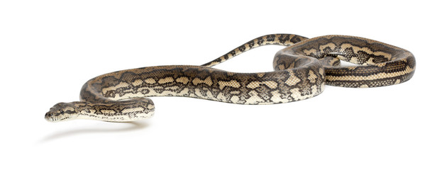 Python, Morelia spilota variegata, against white background