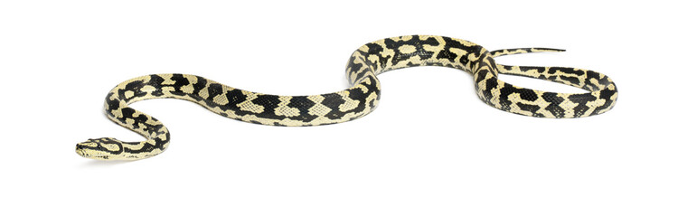 Python, Morelia spilota variegata, against white background