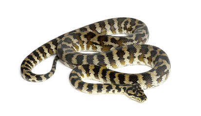 Naklejka premium Python, Morelia spilota variegata, black and yellow