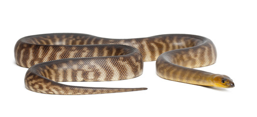 Python, Aspidites ramsayi, against white background