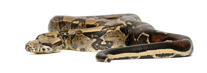 Fototapeta premium Common Northern Boa, Boa constrictor imperator