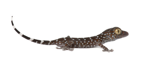 Fototapeta premium Tokay Gecko, Gekko gecko, against white background