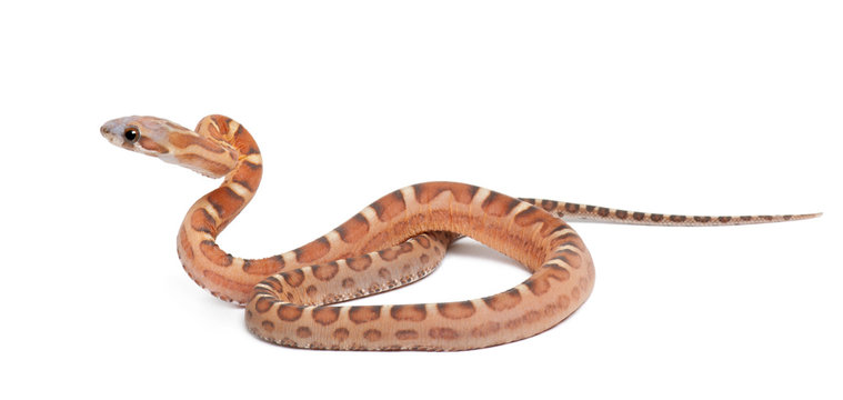 Scaleless Corn Snake, Pantherophis guttatus guttatus