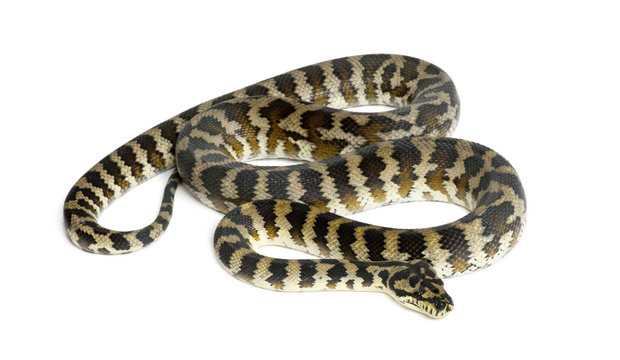 Python, Morelia spilota variegata, black and yellow