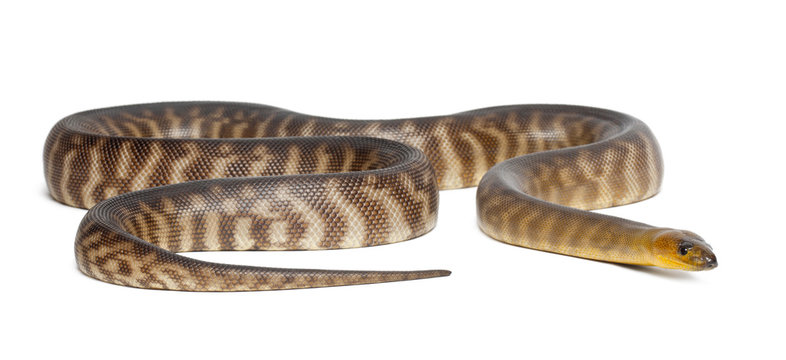 Python, Aspidites ramsayi, against white background
