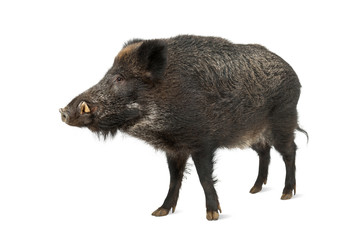 Wild boar, also wild pig, Sus scrofa, 15 years old