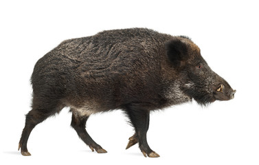 Wild boar, also wild pig, Sus scrofa, 15 years old