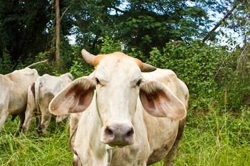 Cow in the field