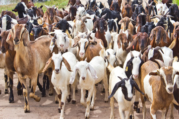 Goats on the road.