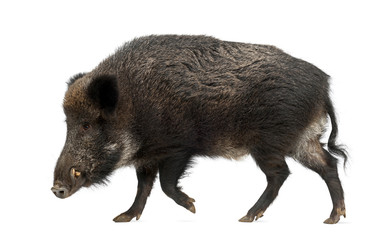 Wild boar, also wild pig, Sus scrofa, 15 years old