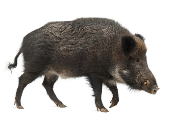 Wild boar, also wild pig, Sus scrofa, 15 years old - obrazy, fototapety, plakaty