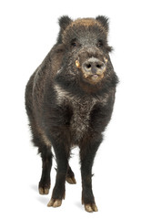 Fototapeta premium Wild boar, also wild pig, Sus scrofa, 15 years old