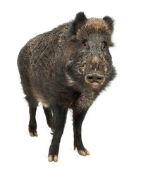 Wild boar, also wild pig, Sus scrofa, 15 years old