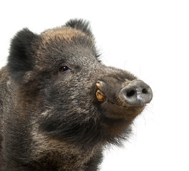 Wild boar, also wild pig, Sus scrofa, 15 years old