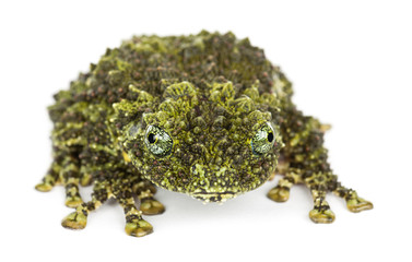 Mossy Frog, Theloderma corticale, also known as a Vietnamese Mos