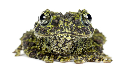 Fototapeta premium Mossy Frog, Theloderma corticale
