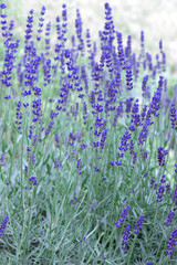 Naklejka premium fresh lavender plants field