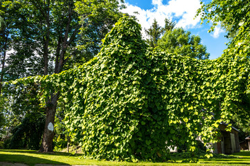 Aristolochia