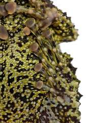 Mossy Frog, Theloderma corticale, also known as a Vietnamese Mos