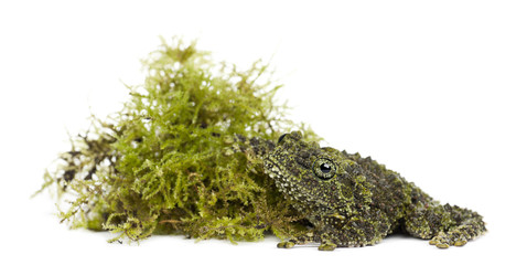 Mossy Frog next to Moss, Theloderma corticale, also known as a V