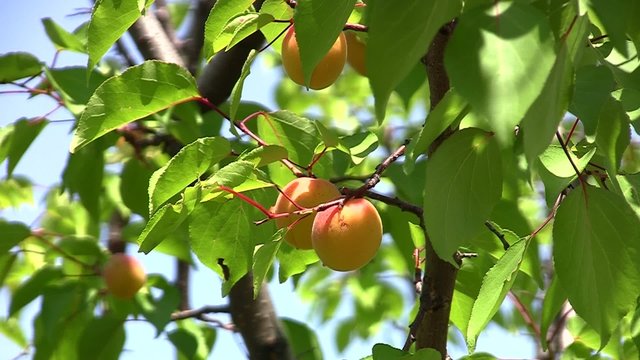 Ripe Apricots